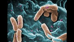 El termómetro de las bacterias