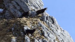 Las cabras se 'encogen' debido al cambio climático