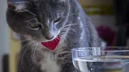 Emborrachan a gata con vodka para salvarle la vida