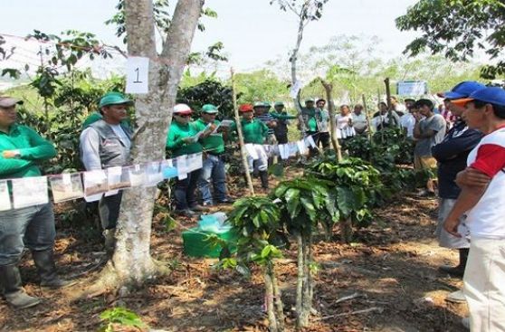 Productores de café se graduaron en escuelas de campo