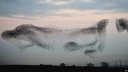 El vuelo sincronizado de las aves que nadie logra descifrar