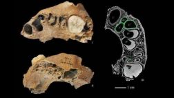 ¿Se ha descubierto una nueva especie humana?