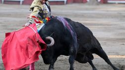 ¿Los toros no sufren?, por Martha Meier Miró Quesada