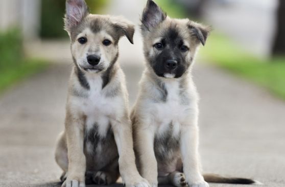 Arca de Noé: Estas mascotas necesitan tu ayuda