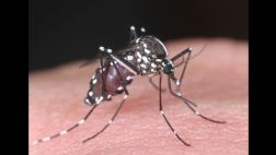 Primera vacuna contra el dengue estaría disponible en el 2015