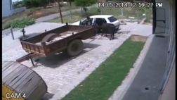 ¿Cómo meter una vaca en el asiento trasero del auto?