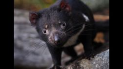 En 25 o 35 años los demonios de Tasmania podrían desaparecer