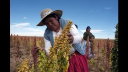 La quinua peruana superará las 200 mil toneladas hacia el 2020