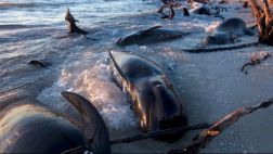 Más de 50 ballenas piloto encalladas han muerto desde el martes