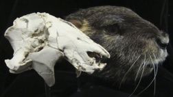 Hallan cráneo de enorme mamífero prehistórico