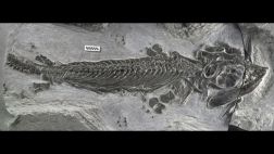 Hallan eslabón perdido de reptiles marinos prehistóricos