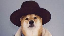 YouTube: Bodhi, el perro modelo que gana US$15 mil mensuales