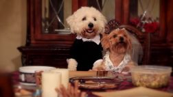 Youtube: un canal enseña recetas de comida casera para perros