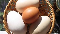 Comer 4 huevos a la semana es recomendable para evitar males