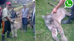 Vía WhatsApp: denuncian sacrificio de un puma en La Libertad