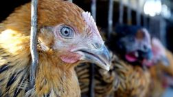 Nueva cepa de gripe aviar fue detectada en Alemania