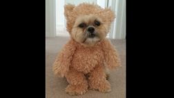 Facebook: este 'perro-oso' es increíblemente tierno