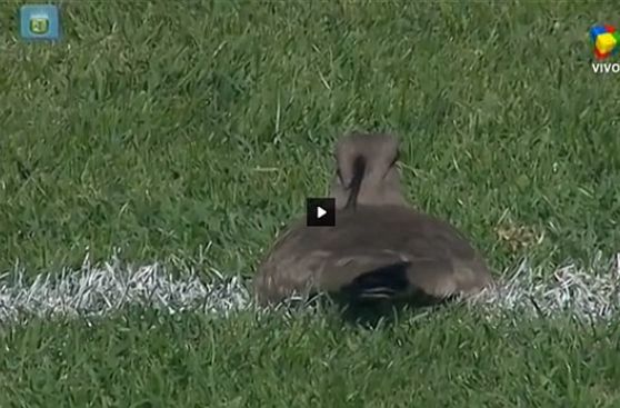 VIDEO: Ave puso huevos en la cancha en pleno Racing-Banfield
