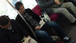 Gato ‘amante de la literatura’ causa sensación en Twitter