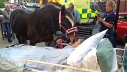 Mujer pidió despedirse de su caballo antes de morir