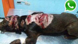 Vía WhatsApp: hombre atacó a perro a machetazos en Iquitos