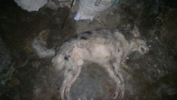 Iquitos: hombre que atacó a machetazos a perro dio su versión