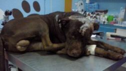 Perro que fue atacado a machetazos sigue en recuperación