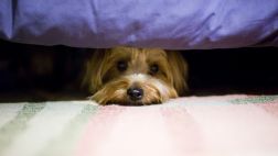 Cómo proteger a tus mascotas de los fuegos artificiales