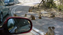 Monkey Hill: Este sorprendente valle está lleno de monos
