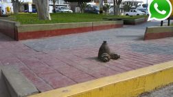 Vía WhatsApp: 'genios' taparon un hidrante con concreto
