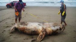 Áncash: 22 lobos marinos fueron hallados muertos en una semana