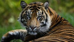 Un tigre anda suelto cerca del parque Disney de París