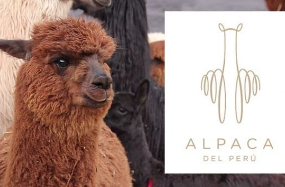 Lanzan marca Alpaca Perú para posicionar su fibra en el mundo