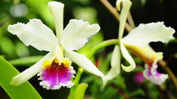 Conozca la historia del robo de una orquídea endémica peruana