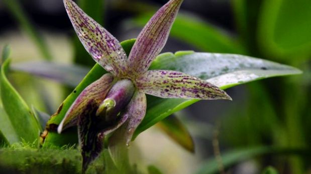 Conozca la historia del robo de una orquídea endémica peruana