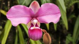 Conozca la historia del robo de una orquídea endémica peruana
