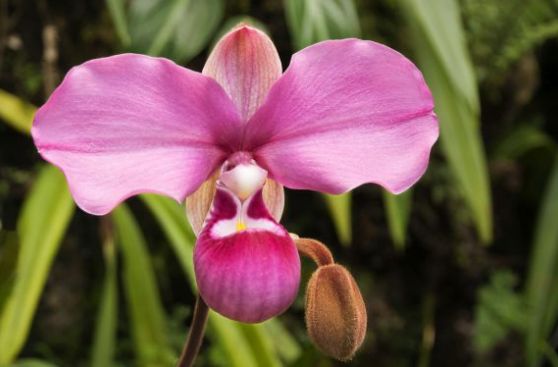 Conozca la historia del robo de una orquídea endémica peruana