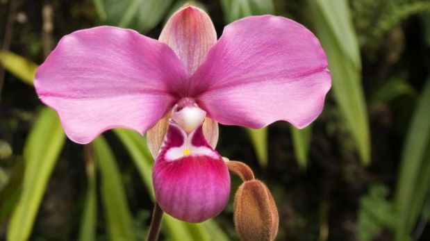 Conozca la historia del robo de una orquídea endémica peruana