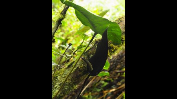 Conozca la historia del robo de una orquídea endémica peruana