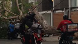 Miraflores: árbol de casi 10 metros cayó sobre auto estacionado