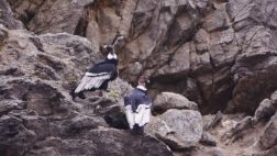 Nido de cóndor frente al mar de Sechura sorprendió a expertos