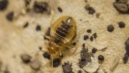 Chinches de cama transmiten el Mal de Chagas, según estudio