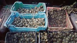 Mafia quería vender 2.500 tortugas en peligro de extinción