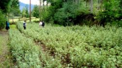 Cajamarca: temperatura llegó hasta los 2 grados bajo cero