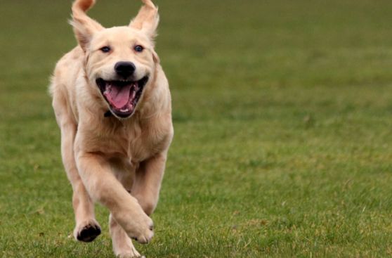 Mira la graciosa participación de este perro en una competencia