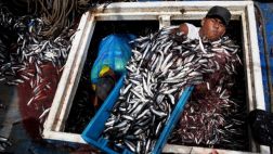 Decomisan toneladas de anchoveta que era transportada sin hielo