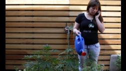 Chile: Mujeres cultivan marihuana para medicar a sus hijos