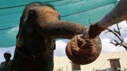 Camboya: se jubila famosa elefanta tras 30 años de servicio