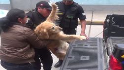 Huancayo: perro fue rescatado tras caer a pozo de 18 metros