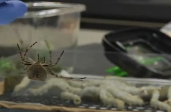 Crean una seda súper resistente con genes de arañas y gusanos